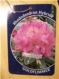 Rododendron 